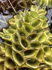 Salvinia cucullata