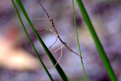 Ctenomorpha marginipennis