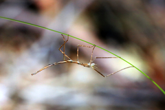 Ctenomorpha marginipennis