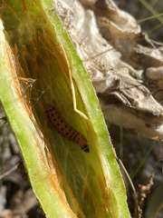 Cactoblastis cactorum