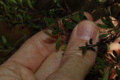 Leptospermum trinervium