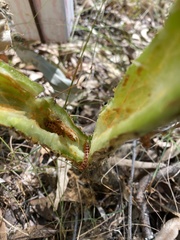 Cactoblastis cactorum