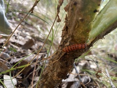 Cactoblastis cactorum