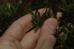 Leptospermum trinervium