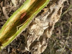 Cactoblastis cactorum