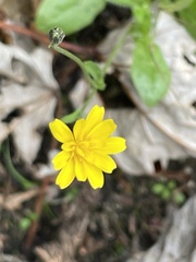Lapsana communis