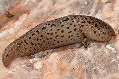 Limax conemenosi