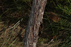 Leptospermum trinervium