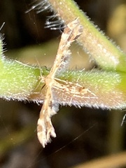 Lantanophaga pusillidactylus