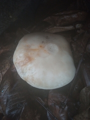Agaricus