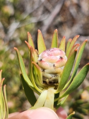 Leucadendron lanigerum lanigerum