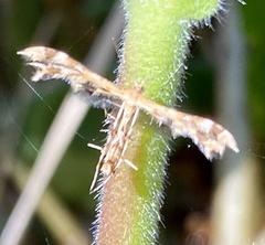 Lantanophaga pusillidactylus
