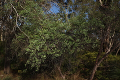 Leptospermum trinervium