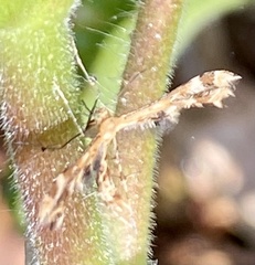 Lantanophaga pusillidactylus