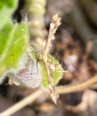 Lantanophaga pusillidactylus