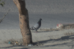 Columba livia domestica