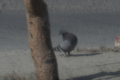 Columba livia domestica