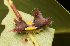 Doratifera vulnerans