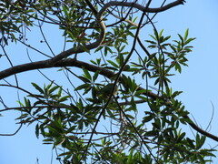 Drepanoptila holosericea