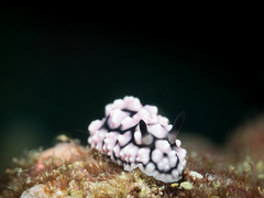 Phyllidiella pustulosa