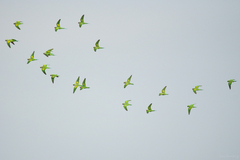 Psittacula alexandri fasciata