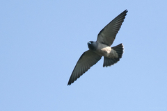 Ashy Woodswallow photo 5