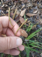 Paspalum dilatatum
