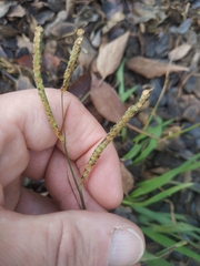 Paspalum dilatatum