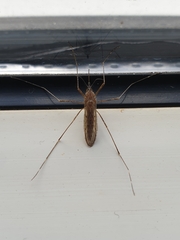Culiseta longiareolata