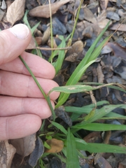 Paspalum dilatatum
