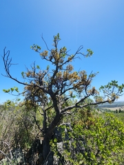 Pterocelastrus tricuspidatus
