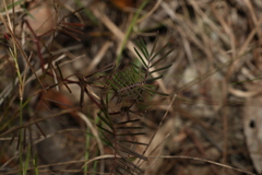 Gompholobium pinnatum