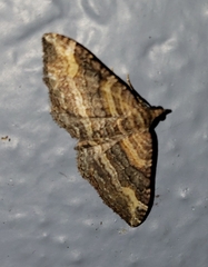 Epyaxa lucidata