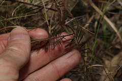 Gompholobium pinnatum