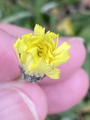 Pilosella officinarum