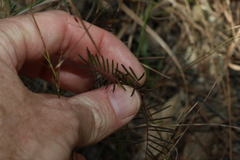 Gompholobium pinnatum