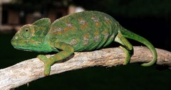 Chamaeleo chamaeleon