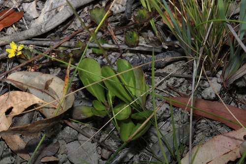 Image of Goodenia bellidifolia by (c) Greg Tasney, some rights reserved (CC BY-SA)