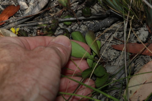 Image of Goodenia bellidifolia by (c) Greg Tasney, some rights reserved (CC BY-SA)