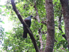 Ducula goliath