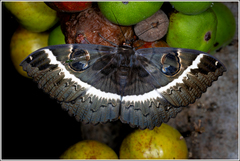 Erebus terminitincta