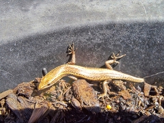 Cryptoblepharus buchananii