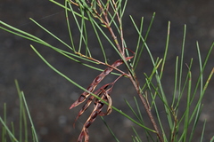 Acacia quadrilateralis