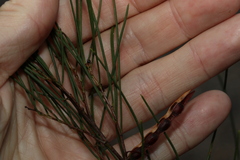 Acacia quadrilateralis