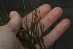 Acacia quadrilateralis