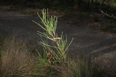 Acacia quadrilateralis