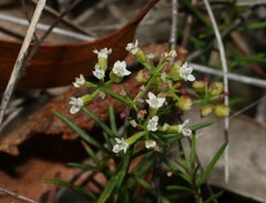 Platysace ericoides