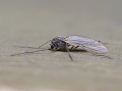 Chironomidae
