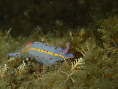 Hypselodoris bennetti