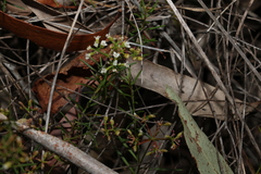 Platysace ericoides